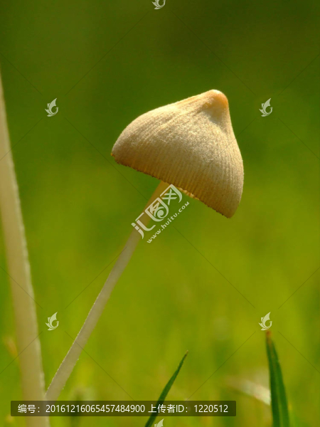 蘑菇