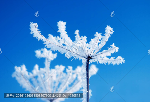 frozenned花