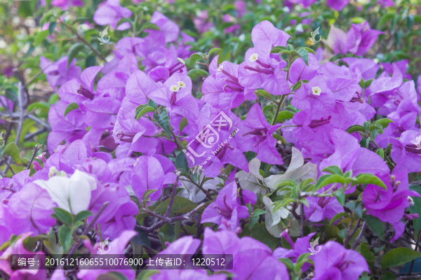 九重葛紙花