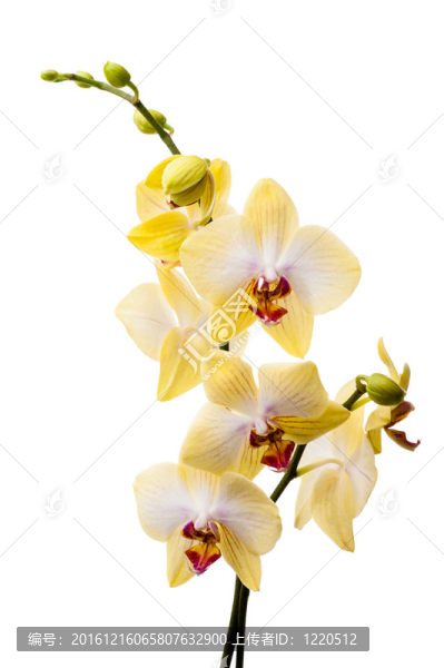 黃色的蘭花