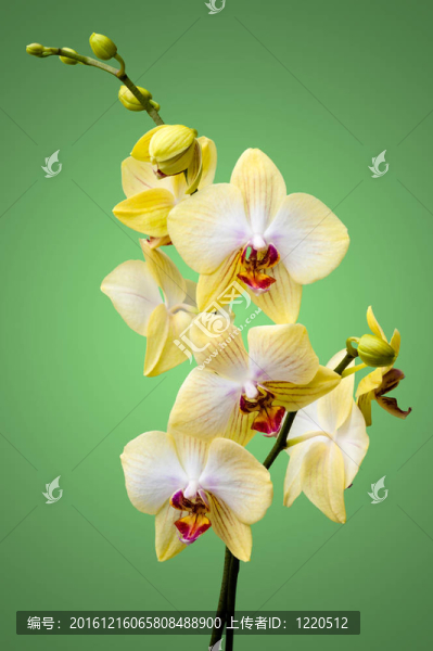 黃色的蘭花