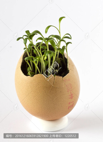 在一個(gè)雞蛋殼花園水芹