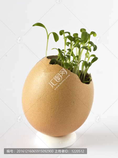 在一個雞蛋殼花園水芹