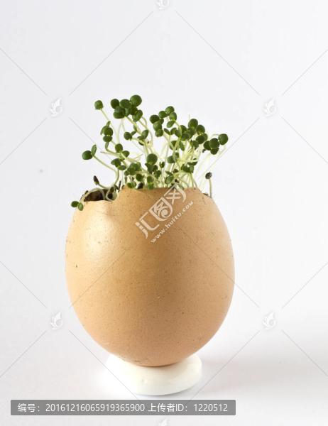 在一個(gè)雞蛋殼夏香薄荷