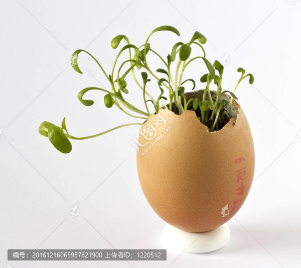 在一個(gè)雞蛋殼花園水芹