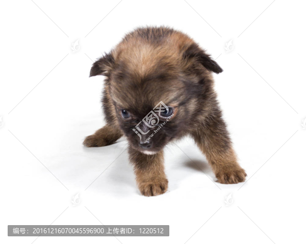 博美犬斯皮茨狗在白色背景