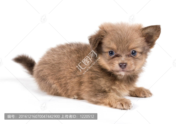 博美犬斯皮茨狗在白色背景
