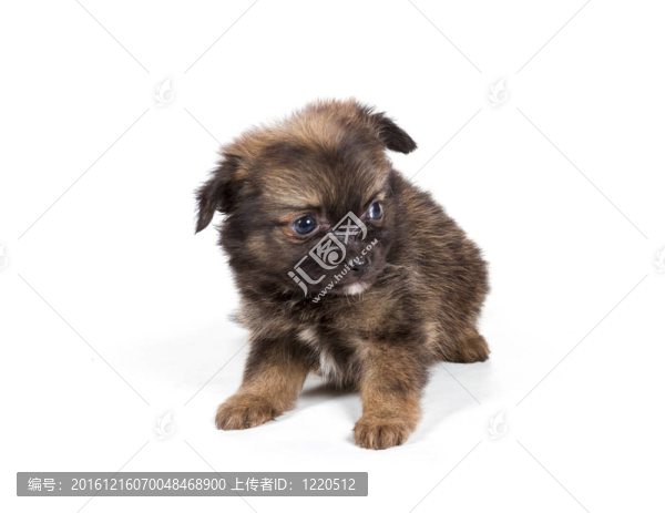 博美犬斯皮茨狗在白色背景