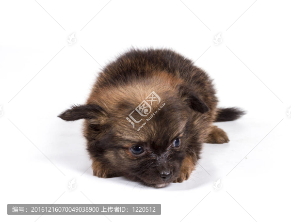 博美犬斯皮茨狗在白色背景