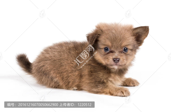 博美犬斯皮茨狗在白色背景
