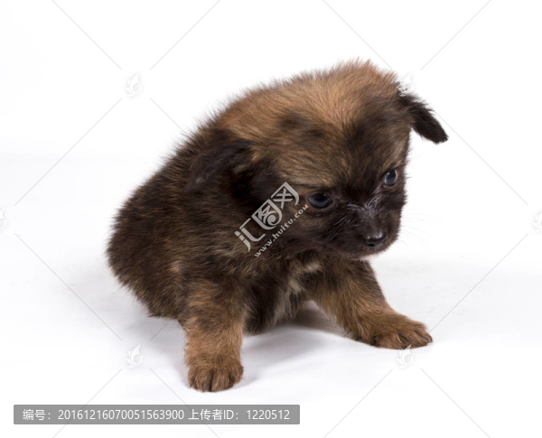 博美犬斯皮茨狗在白色背景