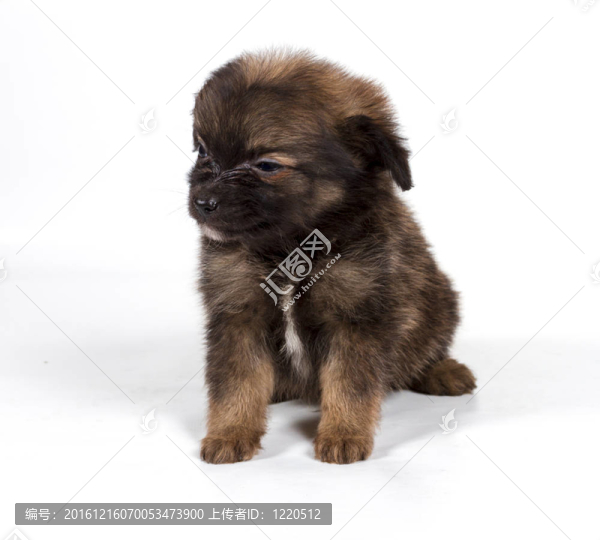 博美犬斯皮茨狗在白色背景