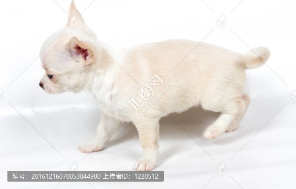 白色背景前的奇瓦瓦小狗