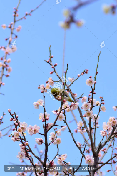 Mejiro和梅花。