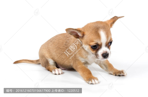 白色背景前的奇瓦瓦小狗