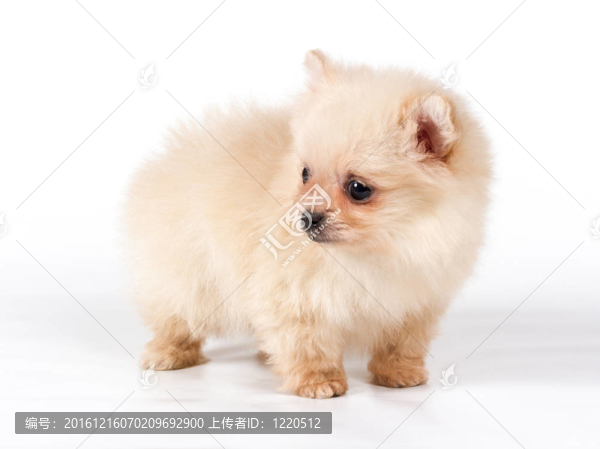 博美犬斯皮茨狗在白色背景