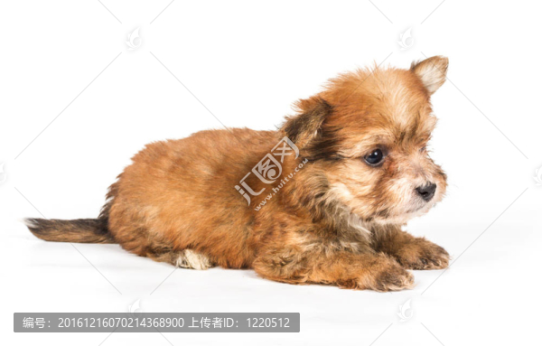 白色背景前的奇瓦瓦小狗