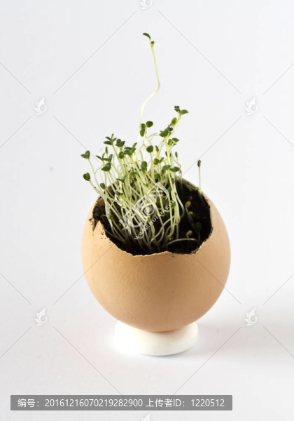 在一個雞蛋殼夏香薄荷