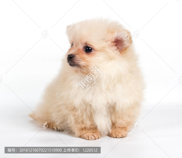 博美犬斯皮茨狗在白色背景