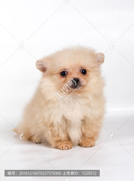 博美犬斯皮茨狗在白色背景