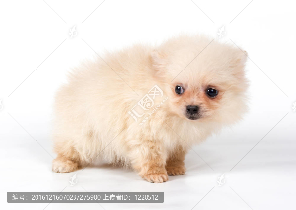 博美犬斯皮茨狗在白色背景