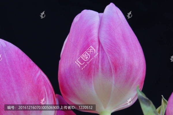 粉紅色郁金香和黑色背景