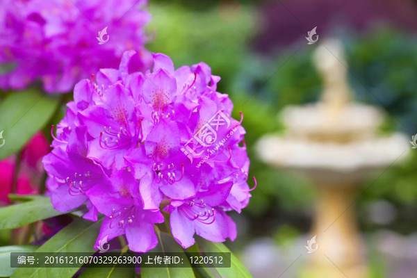 花園里的杜鵑花