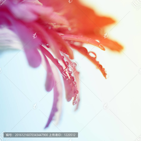 太陽花