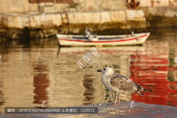 鳥和船
