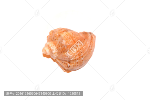 殼
