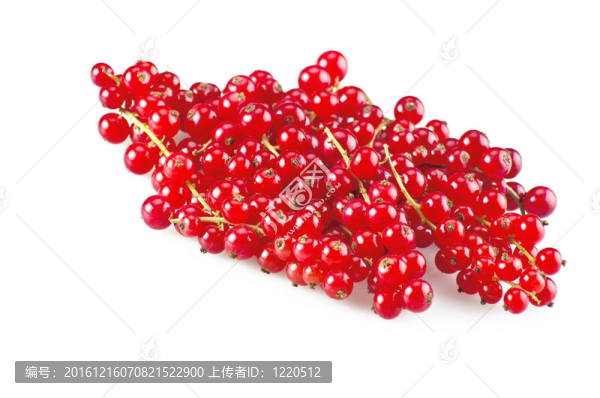 紅醋栗特寫在白