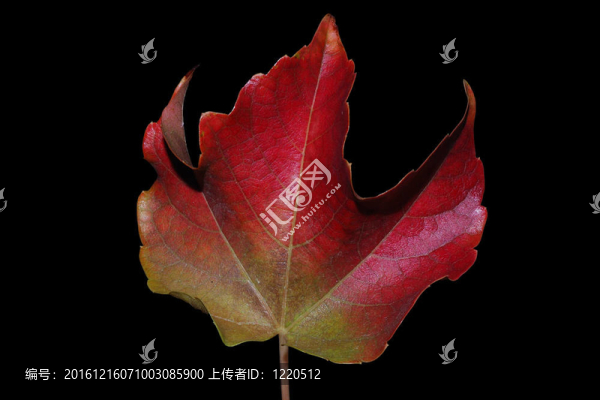 紅色的秋葉