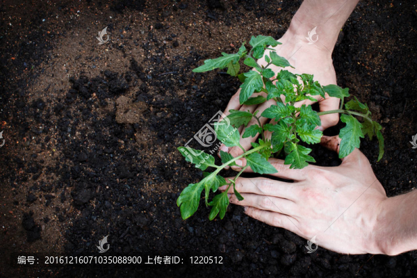 種植