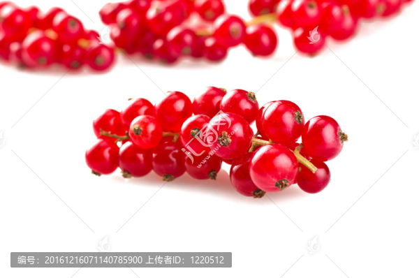 紅醋栗特寫在白