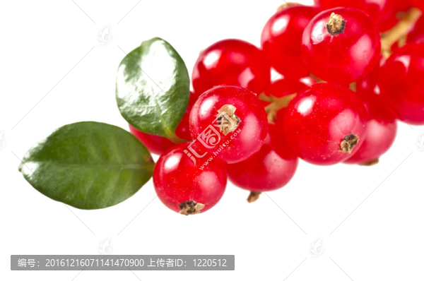 紅醋栗特寫在白