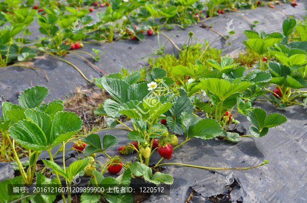 草莓園