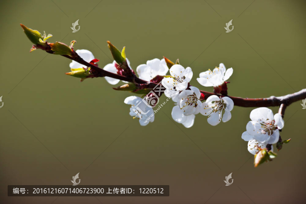 春天開花的蘋果樹