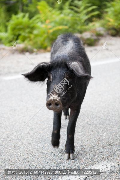 野豬（Sus,scrofa）過馬路