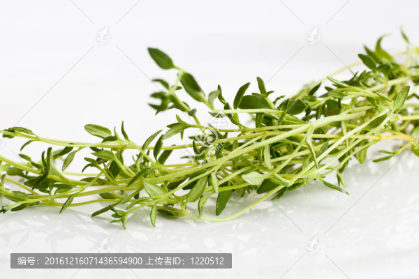 新鮮羅勒白色隔離