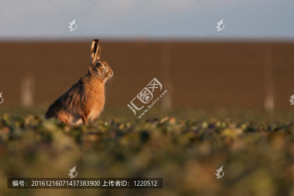 Brown,hare（草兔）