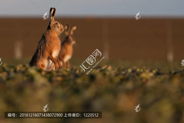 Brown,hare（草兔）