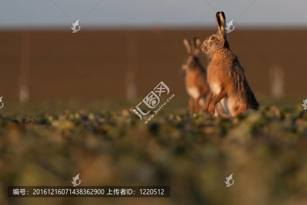 Brown,hare（草兔）