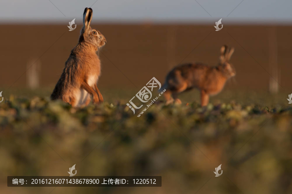 Brown,hare（草兔）