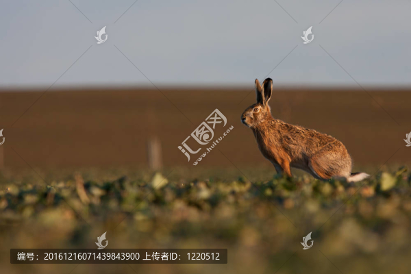 Brown,hare（草兔）