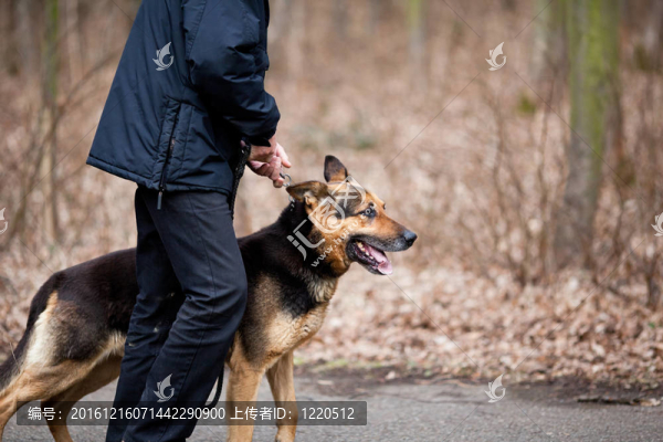 主人和他的服從（德國(guó)牧羊犬）狗