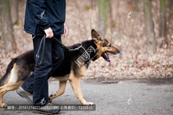 主人和他的服從（德國牧羊犬）狗