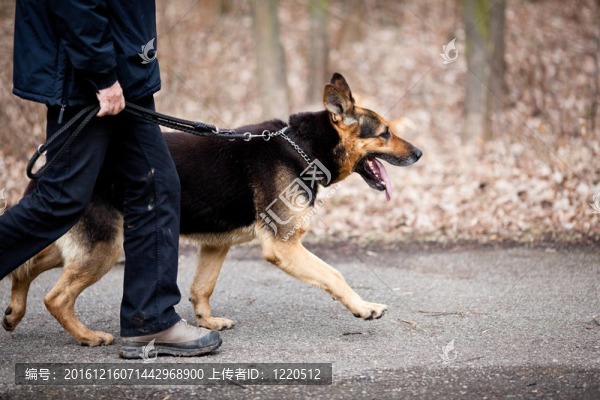 主人和他的服從（德國牧羊犬）狗