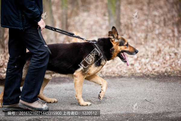 主人和他的服從（德國(guó)牧羊犬）狗