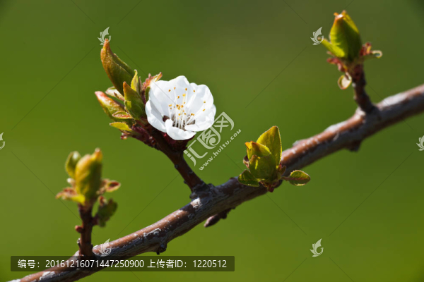 春天開花蘋果樹對可愛的綠色背景