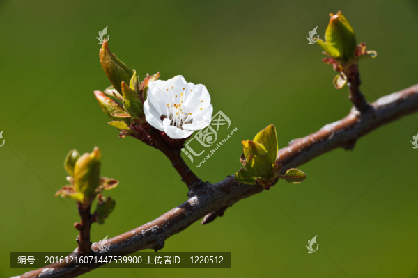 春天開花蘋果樹對可愛的綠色背景